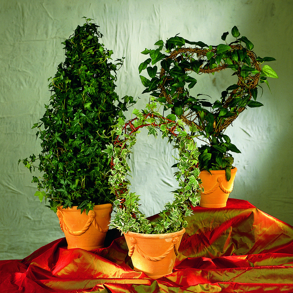 Hedera helix 'California' (Ivy)